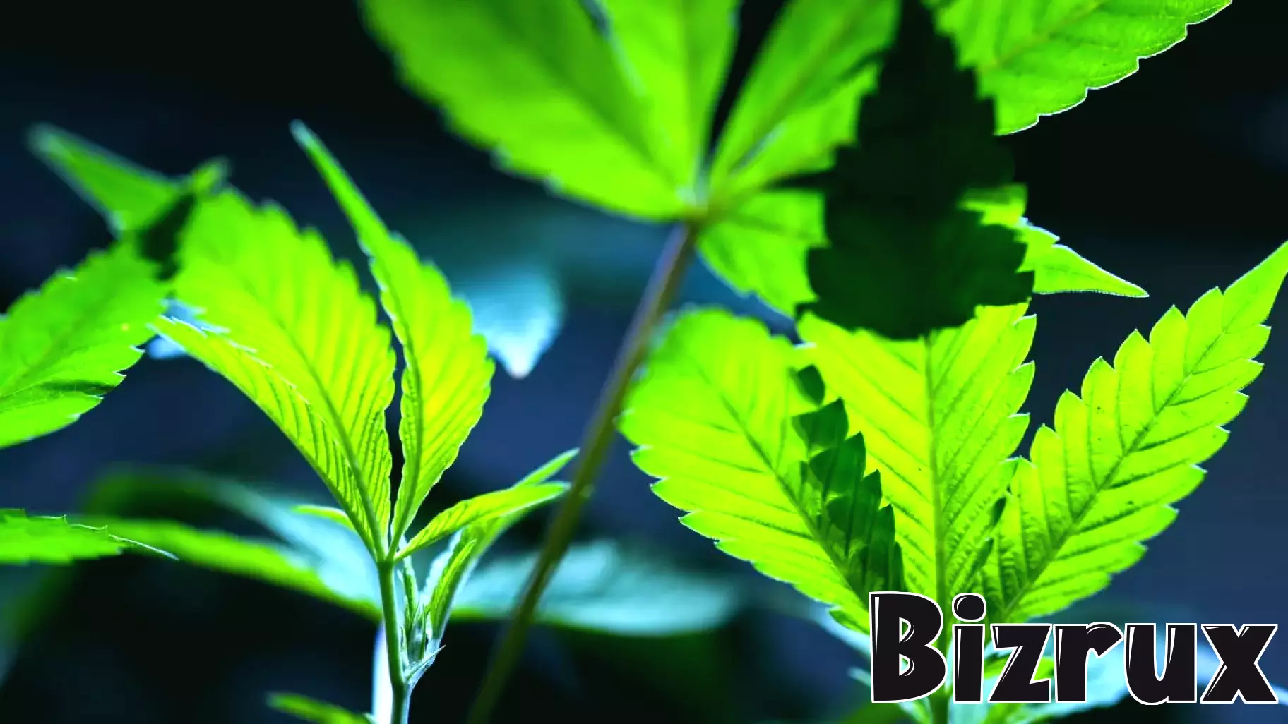 Judge temporarily pauses Ohio’s marijuana law changes for two businesses