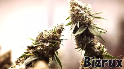 Blissful Buds Secures Conditional Use Permit for Indoor Cannabis Cultivation and Sales