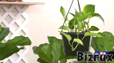 Resilient Growth: A New Leaf Thrives in Winston-Salem